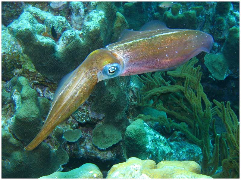 photo of multi-colored squid