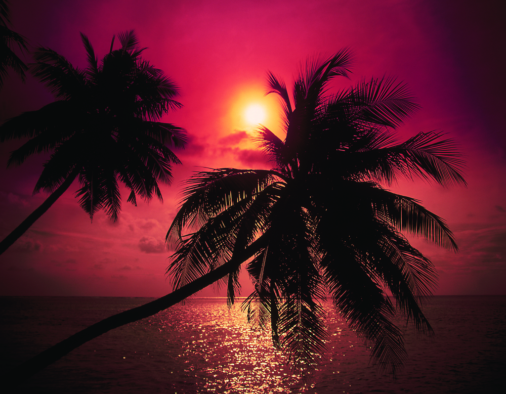 photo of sunset through palm trees