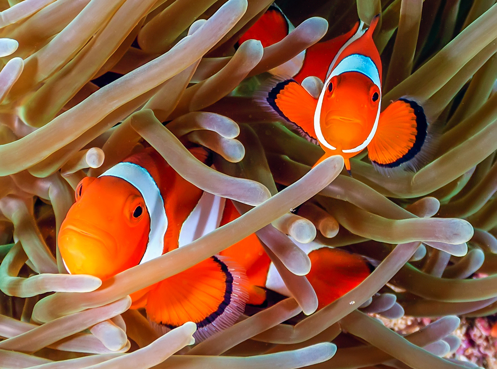 photo of two clown fish hiding in vegetation