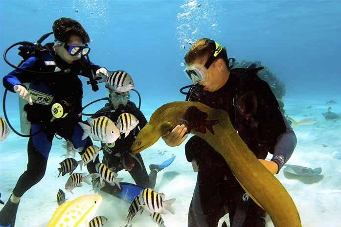 photo of divers with moray eel and fish