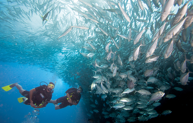 two divers near a large school of silver fish