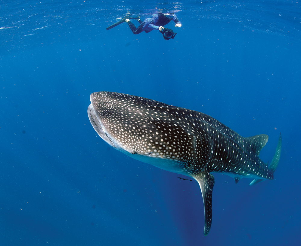 photo of diver with whale shark